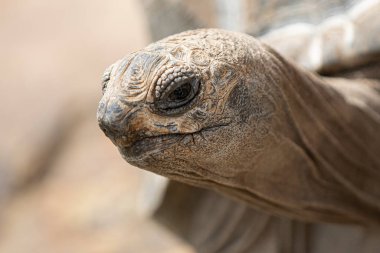 Kaplumbağa gülümsemesi yakın çekim için.