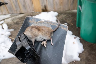 Fare tuzağına düştü ve senin küreğine yapıştı.