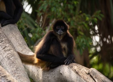 Yetişkin örümcek maymun seni izliyor.