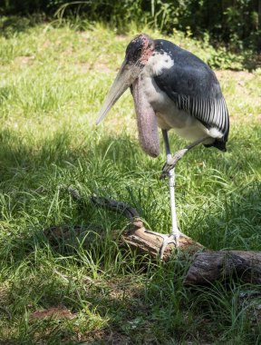 Hayvanat bahçesinde bir kuş