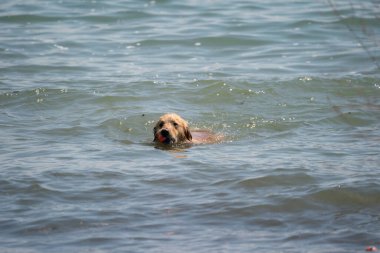 Köpekler sahilde suda oynuyorlar.