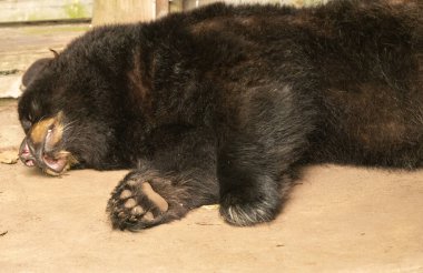 Baş belası ayılar sakinleştirilir ve tuzakçılar tarafından uzaklaştırılır.