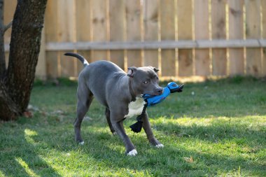 Gri köpek arka bahçede oynuyor. En sevdiği oyuncağı, Stéfordshire Terrier köpeği.