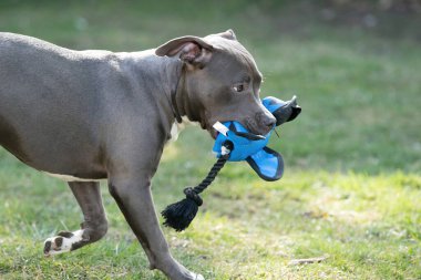 Gri köpek arka bahçede oynuyor. En sevdiği oyuncağı, Stéfordshire Terrier köpeği.