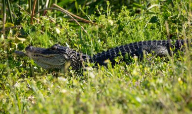 Çimlerde yeşil kertenkele