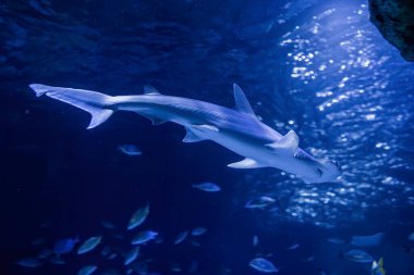 Çekiç başlı köpekbalığı üzerinizde yüzüyor.