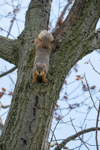 Harrison Township Michigan Usa Május 2020 Kis Aranyos Barna Mókus — Stock Fotó