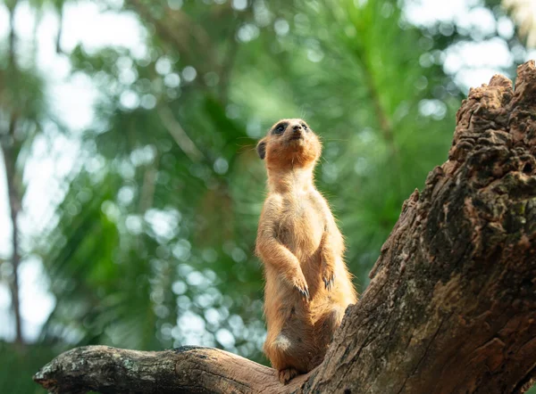 Meerkat Kijkt Toe Vanaf Een Veilige Afstand — Stockfoto