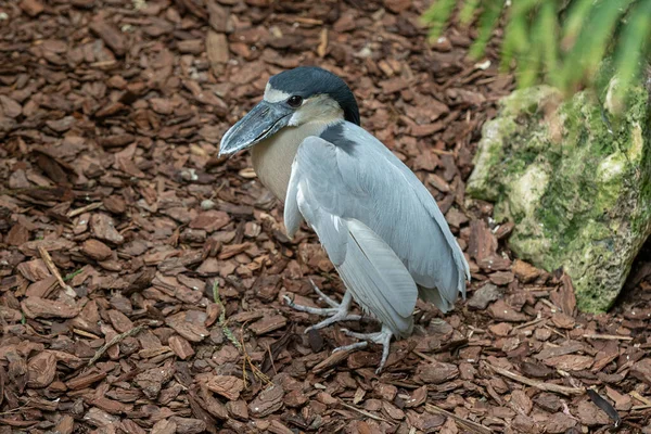 Csónakos Heron Kiszúrta Hogy Fotózol — Stock Fotó