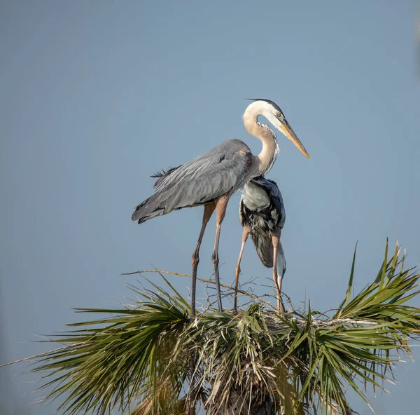 Reiher Nest Flora Und Fauna — Stockfoto