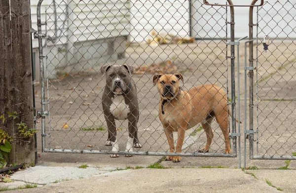 Pitbulls Tittar Dig Från Bakom Stängslet — Stockfoto