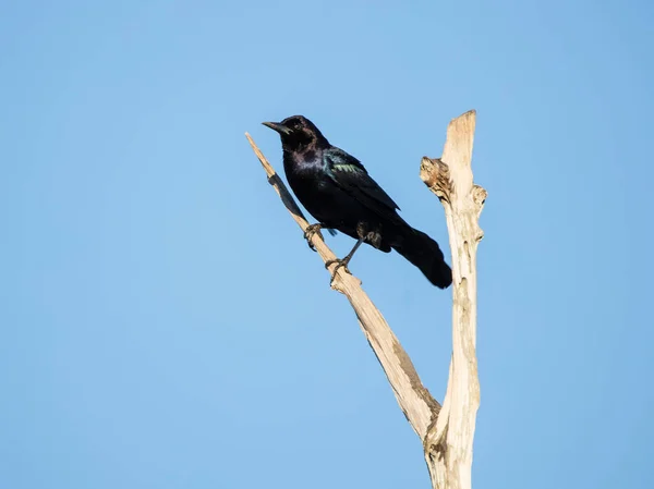 Ein Vogel Nest Einer Krähe — Stockfoto