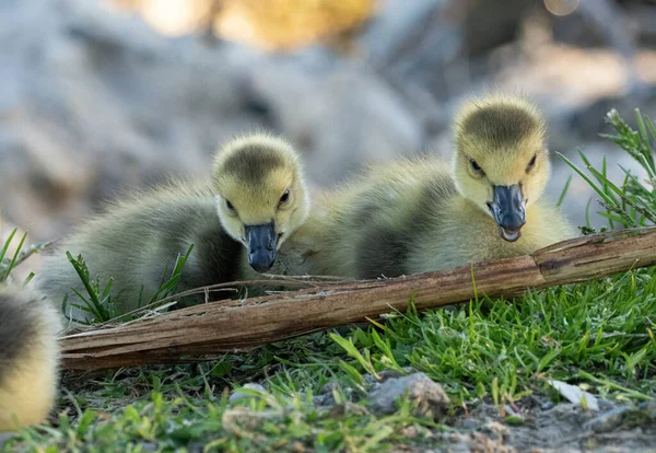 Mother Goose Her Gosling Babies Geese Enjoy Sunny Day Lake — Stock Photo, Image