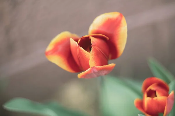 花园里的郁金香花 — 免费的图库照片