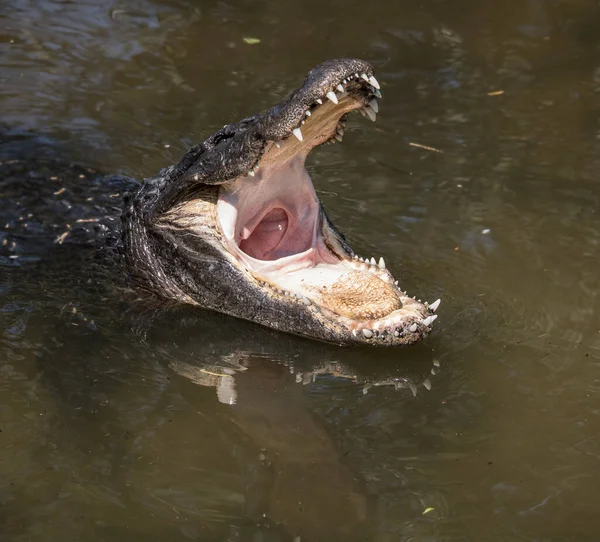 Nijlpaard Het Water — Stockfoto