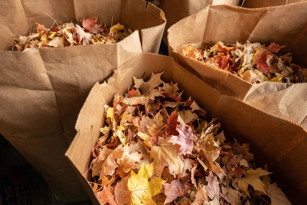 bags of fall leaves are ready to dispose