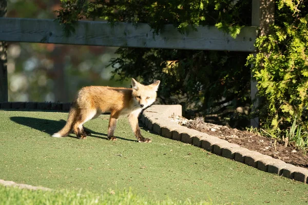 Zorro Rojo Cachorros Explorar Parque Día Soleado — Foto de Stock