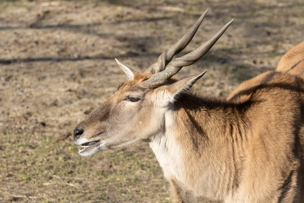 Yetişkin Eland Yan Profil Resmi — Stok fotoğraf