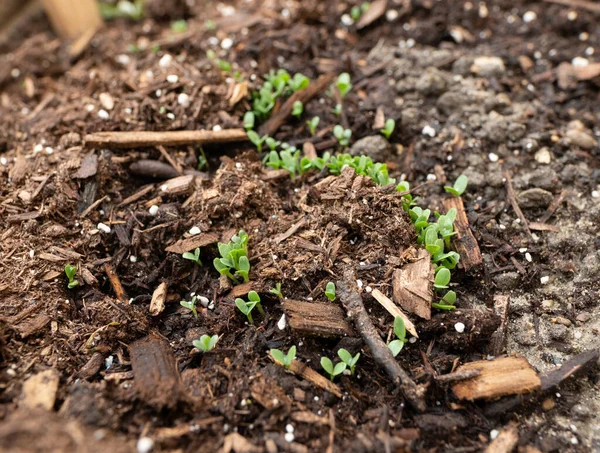 Samen Sprießen Garten Aus Samen Und Wasser — Stockfoto