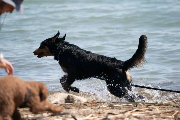 Cães Estão Brincando Água Praia — Fotografia de Stock