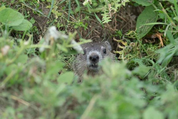 Groundvarken Kijkt Naar Vanuit Zijn Huis — Stockfoto