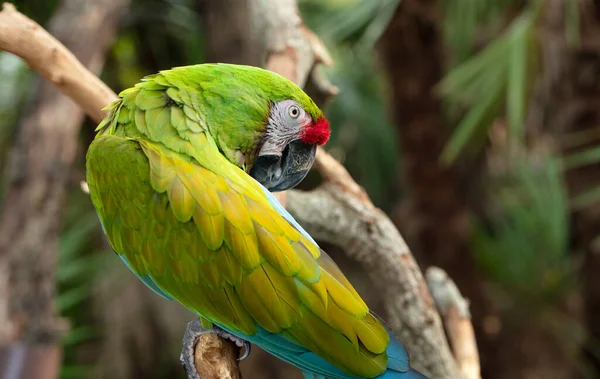 Guacamayo Verde Vibrante Está Acicalando Para Usted — Foto de Stock