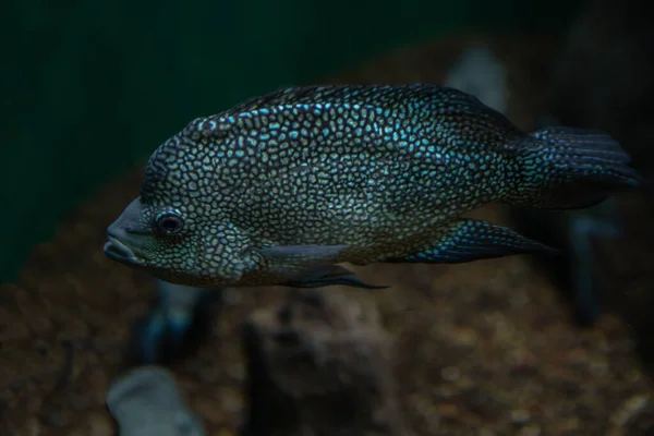 Een Close Van Een Vis Het Aquarium — Stockfoto