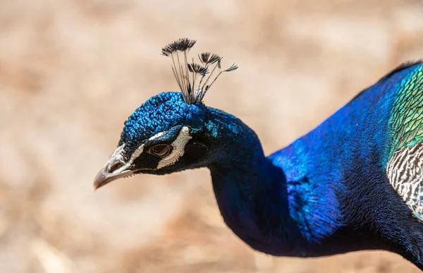 Macho Pavo Real Consigue Macro Cabeza Tiro Cloes Hasta — Foto de Stock