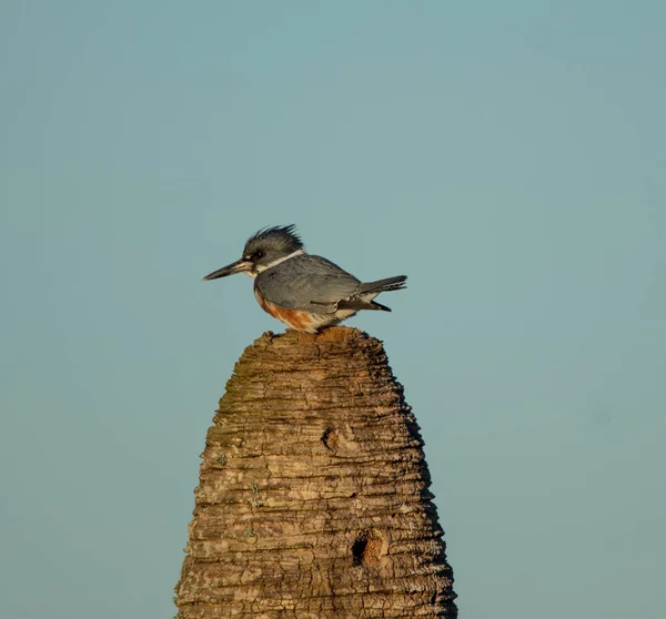 Oiseau Sur Rocher — Photo