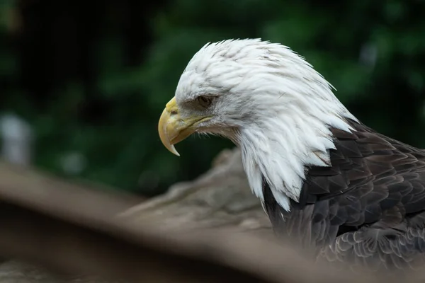 Águila Calva Está Viendo Algo Interés — Foto de Stock