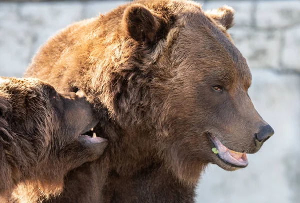 Grizzlybär Gibt Beim Spielen Ein Seitenprofil — Stockfoto