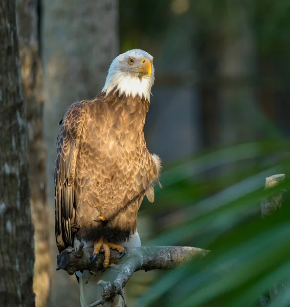Eagle National Park — Stock Photo, Image