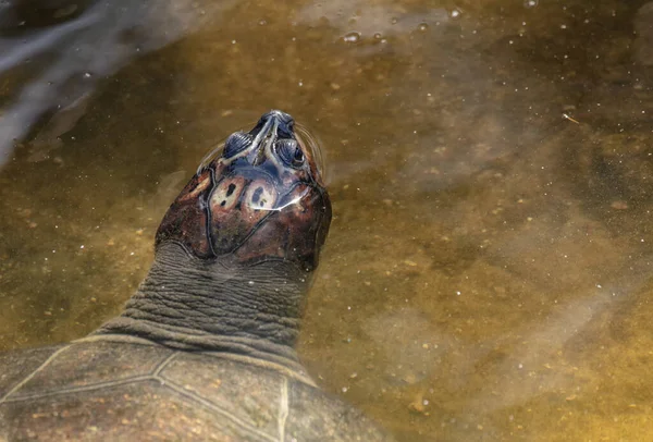 Eine Schildkröte Wasser — Stockfoto