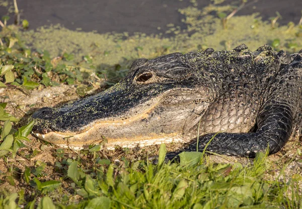 Krokodil Állatkertben — Stock Fotó