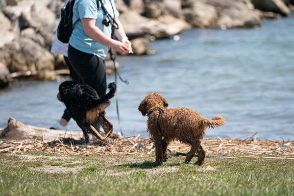 Cães Estão Brincando Água Praia — Fotografia de Stock