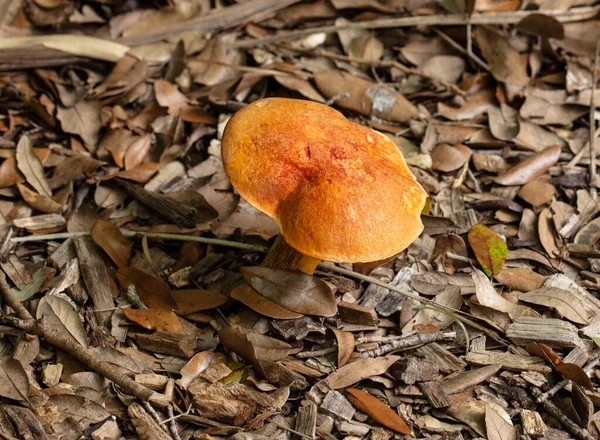 Cogumelo Vibrante Cresce Sozinho Chão Floresta — Fotografia de Stock