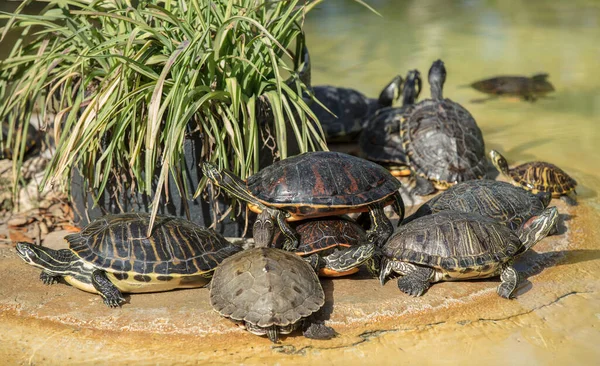 Schildkröten Teich — Stockfoto