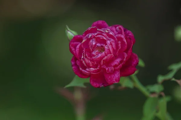 vibrant red flower background