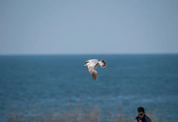 Harrison Township Michigan Usa May 2020 Michigan Metro Park Activity — Stock Photo, Image