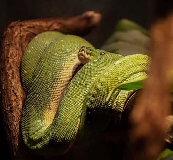Árvore Verde Python Exibe Novas Escalas Após Uma Muda Fresca — Fotografia de Stock