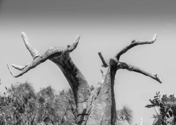 Árbol Muerto Desierto — Foto de Stock