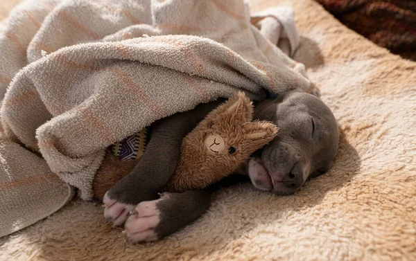 Szczeniak Staffordshire Bull Terrier Śpi — Zdjęcie stockowe