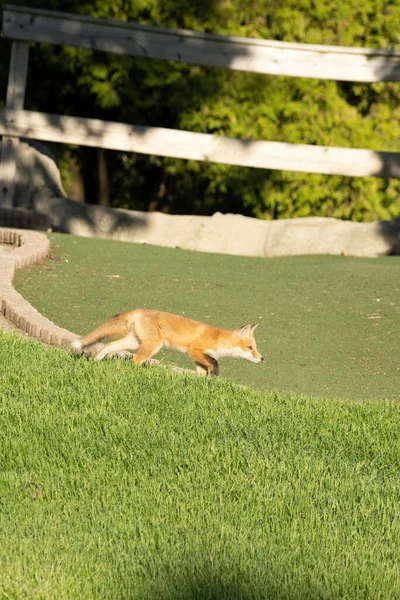 赤いキツネの子犬は晴れた日に公園を探索します — ストック写真