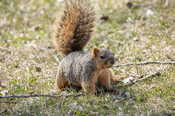 공원에서 먹이를 다람쥐 — 스톡 사진