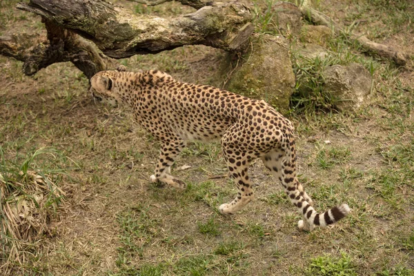 Leopard Iarbă — Fotografie, imagine de stoc