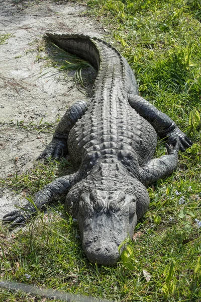 Krokodil Parkban — Stock Fotó