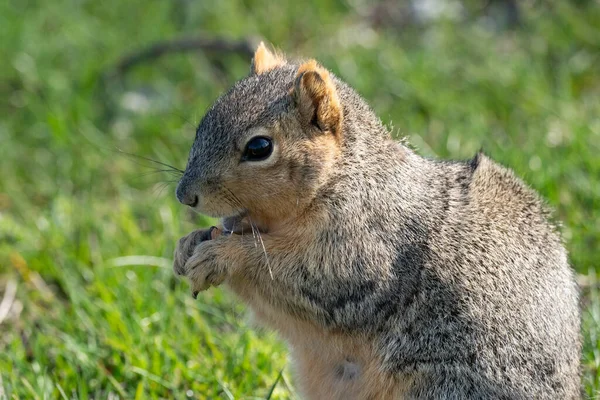 リスは公園で晴れた日に軽食を取ります — ストック写真