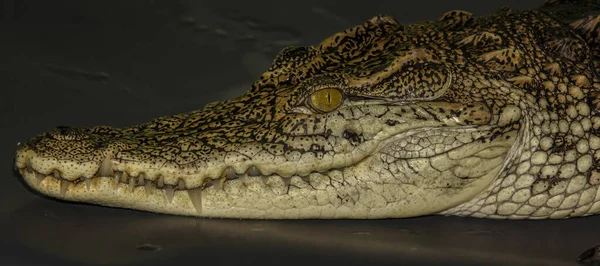 Crocodilo Zoológico — Fotografia de Stock