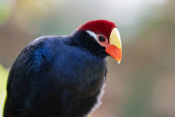 Violet Turaco Pasăre Faună Naturală — Fotografie, imagine de stoc