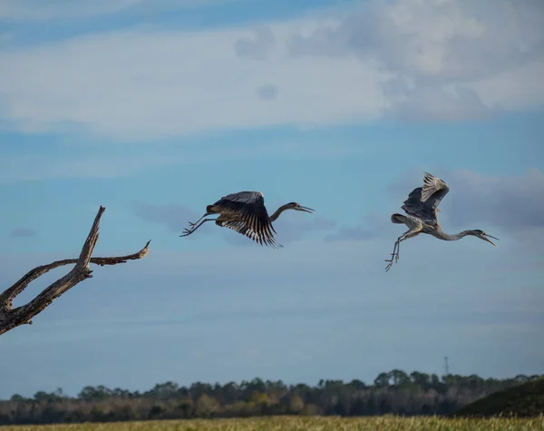 Great Blue Heron Birds Flying — Stock Photo, Image